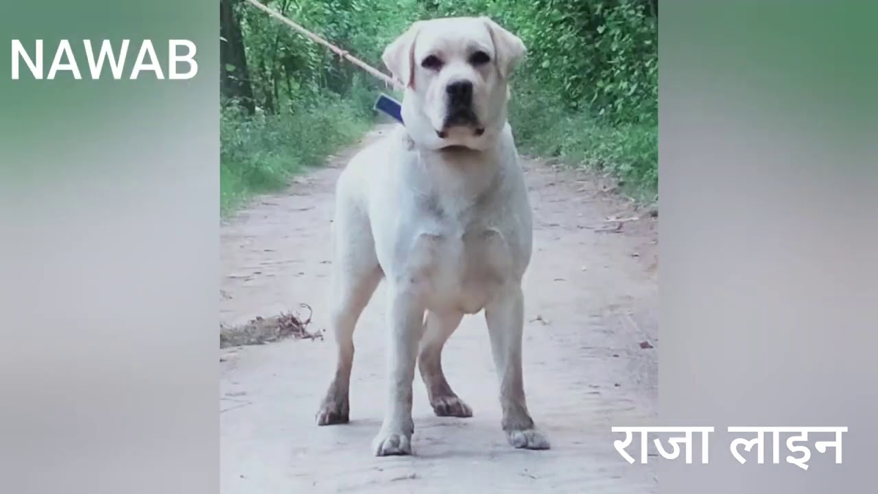 RAJA LINE || BEST QUALITY LABRADORS || NAWAB PUPPY'S || SHOOTER || INDIA'S NO1 DOGS