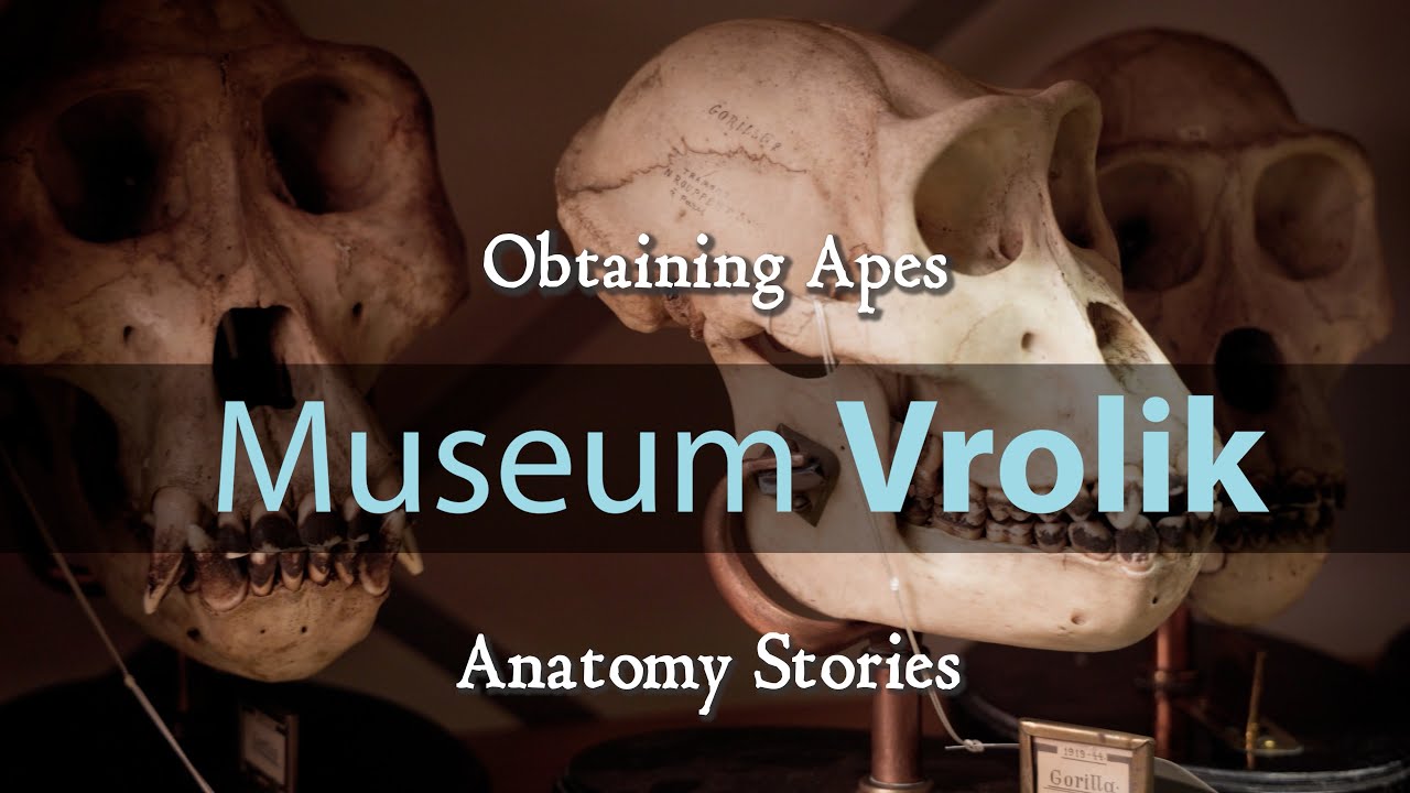 Museum Vrolik - Anatomy Stories 7: Obtaining Apes