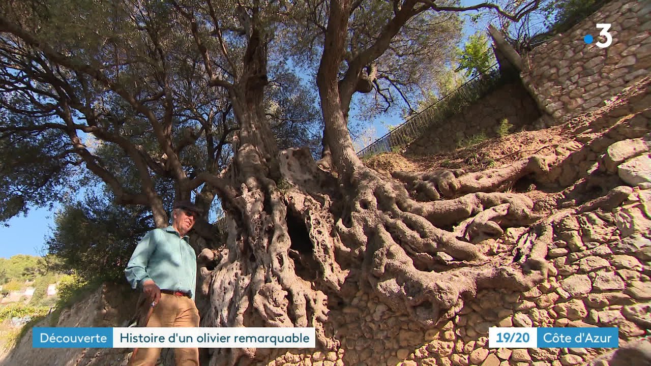 L'olivier millénaire de Roquebrune, le plus vieil arbre de France avec ses plus de 2000 ans