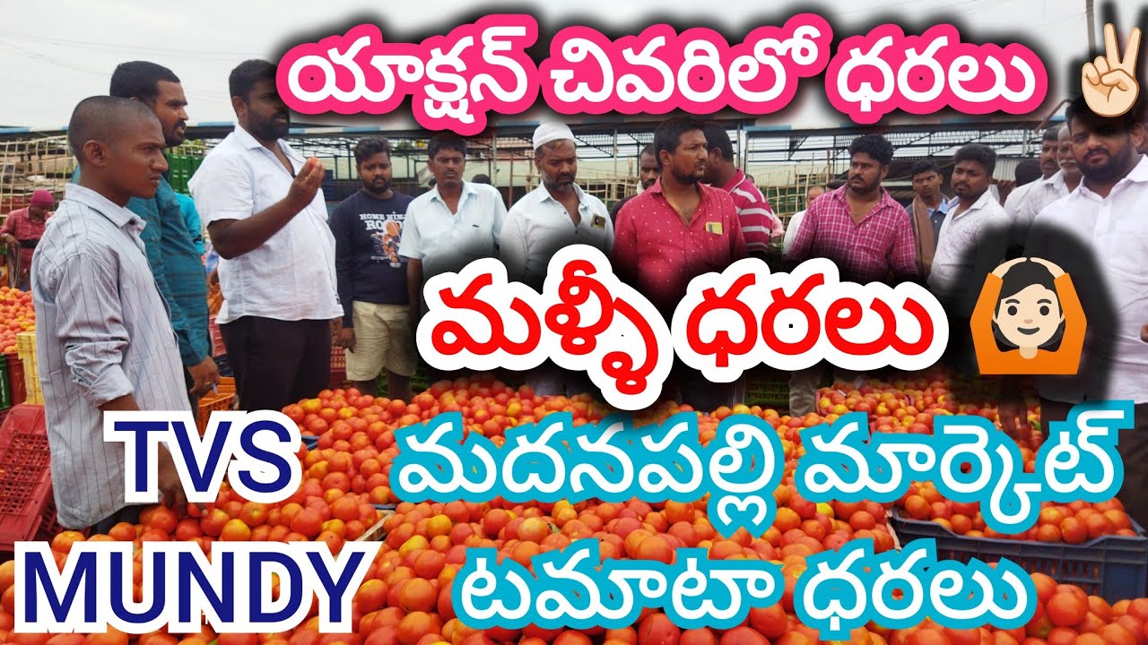 11/03/26 Madanapalle Tomato Market Price Today || Today Tomato Market Rate In Madanapalle #today 
