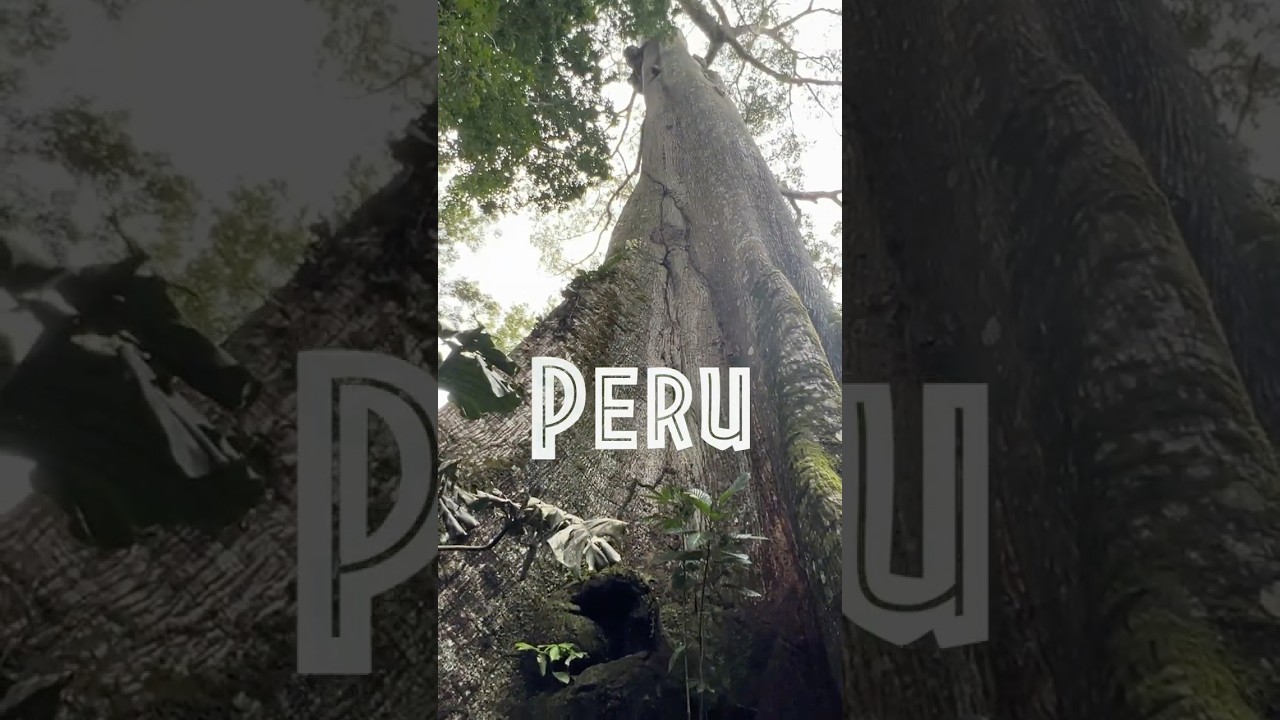 Peru 🇵🇪 - The Amazon (10)  