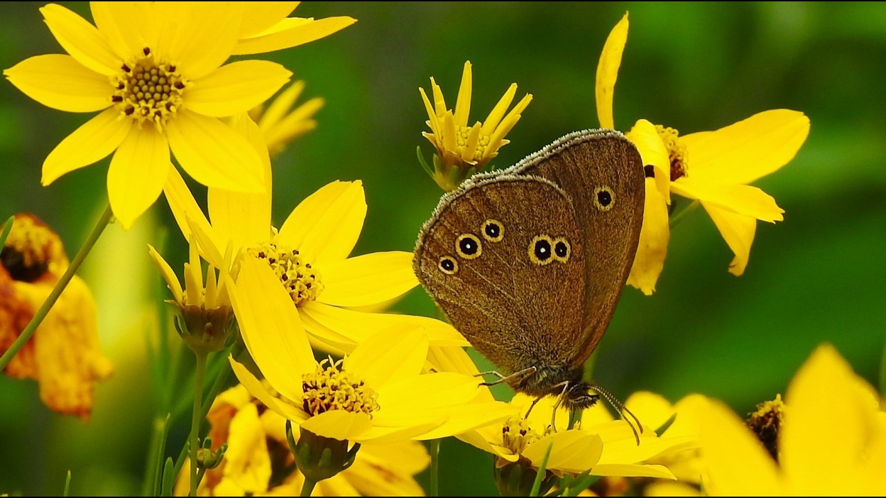 Okáč prosíčkový / Ringlet (Aphantopus hyperantus)