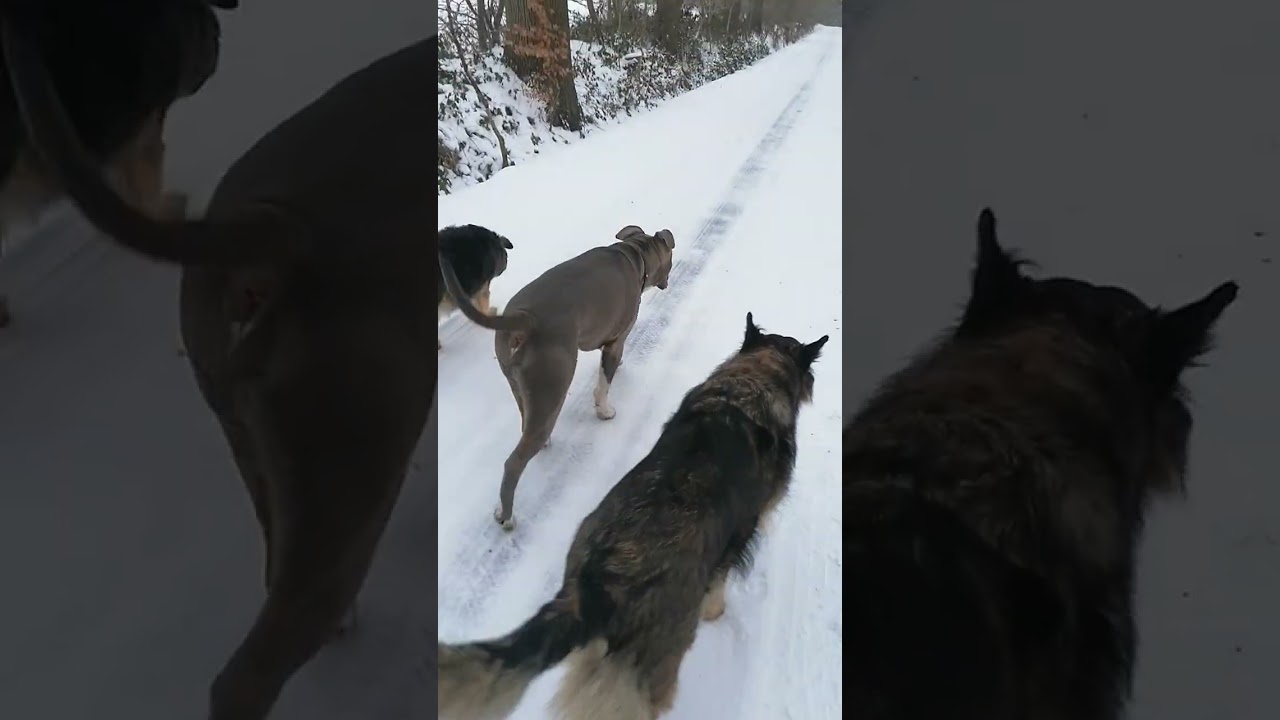 Ruhige Runde mit fröhlichen Hunden im Schnee