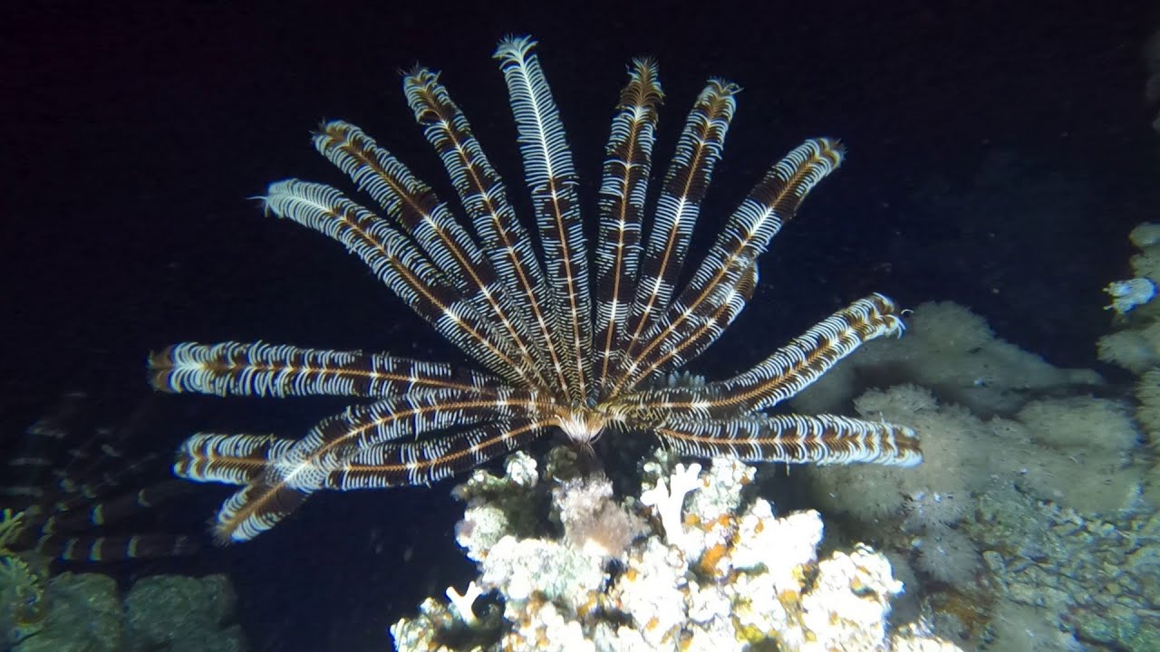 Удивительный ночной дайвинг. Sharm El Sheikh. 22.10.2022
