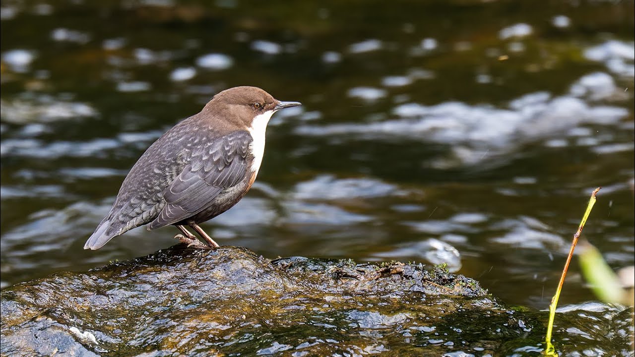 Dippers (Cinclus cinclus) on the River Mulkear, Co. Limerick (4K)