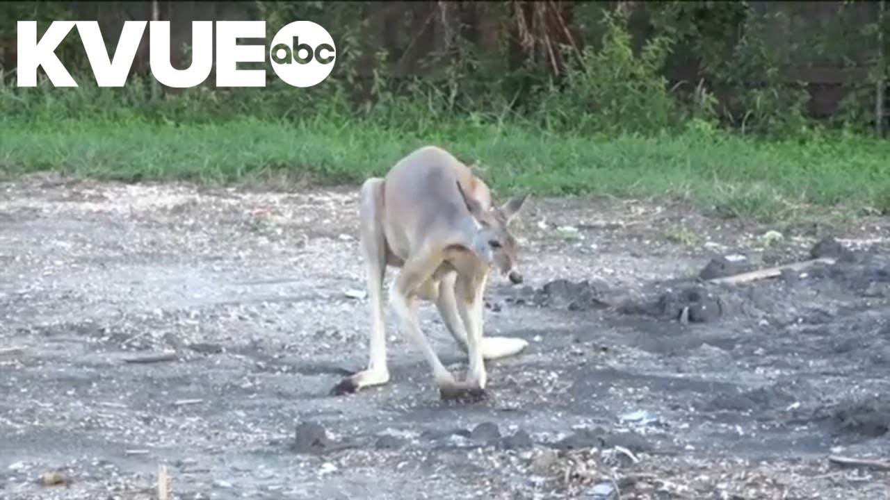 2 kangaroos escape from Waco Wildlife Rescue