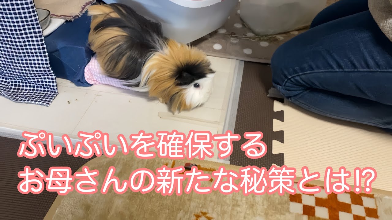 モルモット【ぷいぷい確保の新たな秘策！】A new secret trick to secure Puipui!