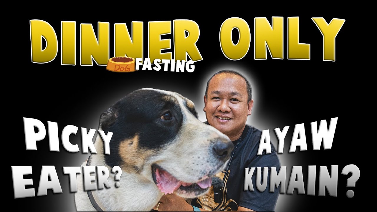 PAANO kami magpakain ng aming 30 DOGS | TIPS sa PICKY EATER