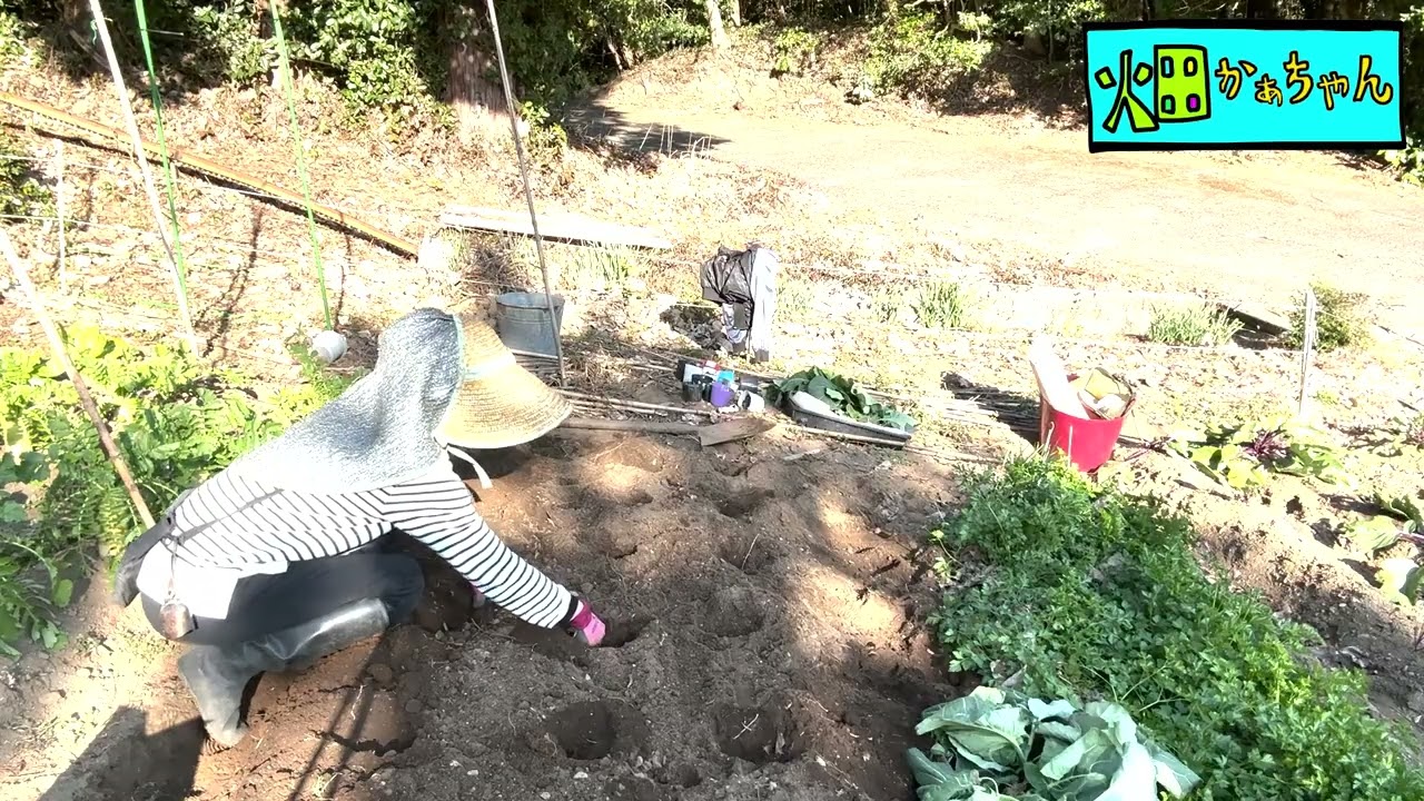 2026.02.14「春キャベツの苗を植える　No.2」Vo.13#家庭菜園 #家庭菜園初心者 #野菜作り #野菜成長日記 #畑作り #初心者ガーデニング  #耕す #春キャベツ #植える