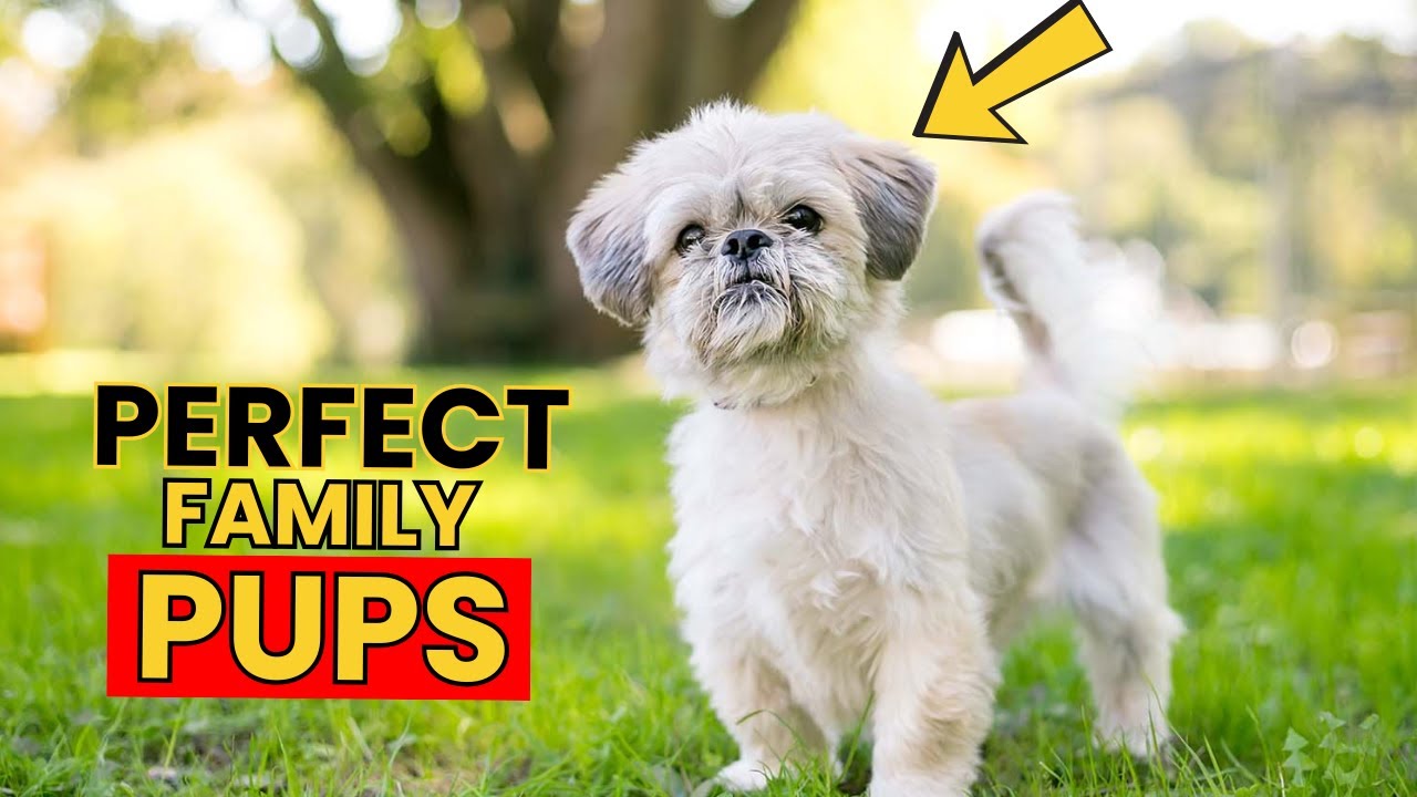 Top 10 Family Friendly Dogs, Small Dogs Edition