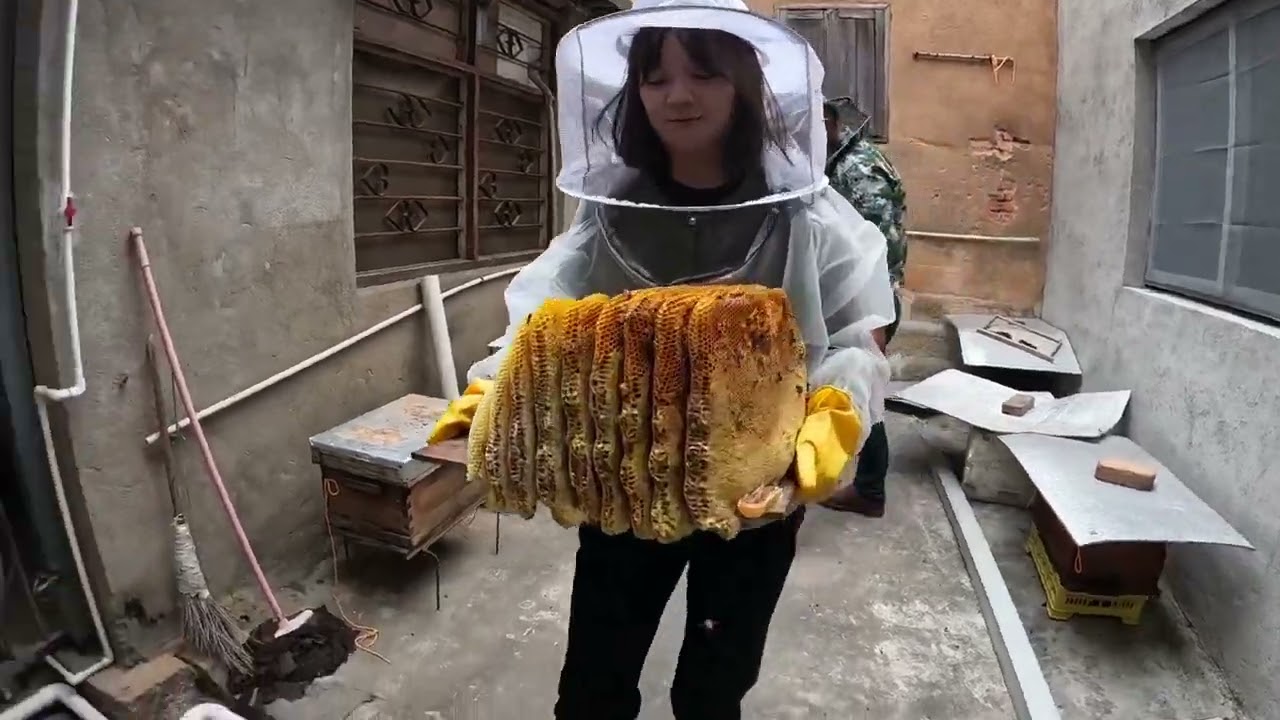 半年前投放的诱蜂箱迎来收获的季节，三窝取了40斤蜂巢蜜，真过瘾 #我的乡村生活 #诱蜂养蜂