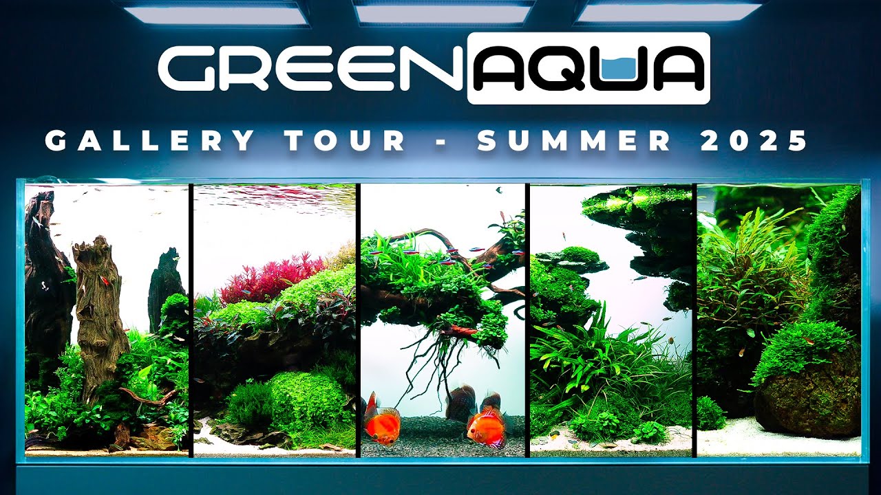 GREEN AQUA Gallery Tour 2025 Summer | Cinematic