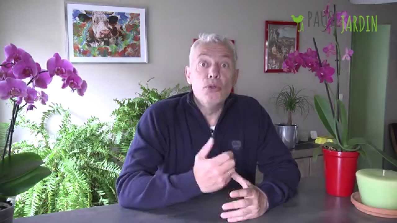 Cochenille : C'est Quoi et Comment S'en D&eacute;barrasser ?