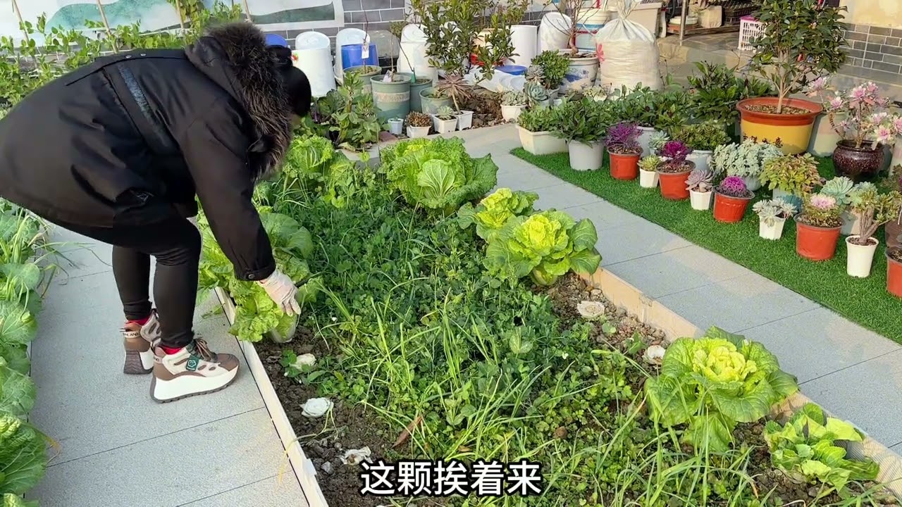 自家小院摘菜捡鸡蛋的生活 自家小院摘菜捡鸡蛋的生活