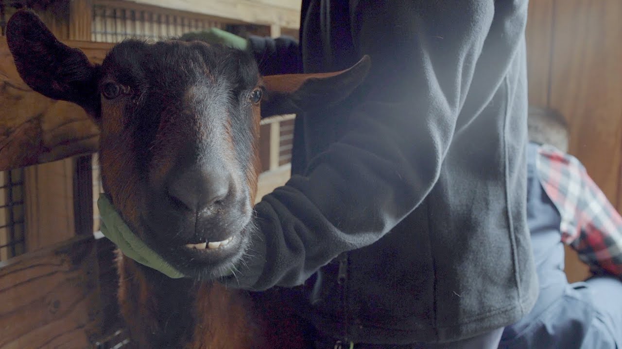 Goat Gets a Physical Exam