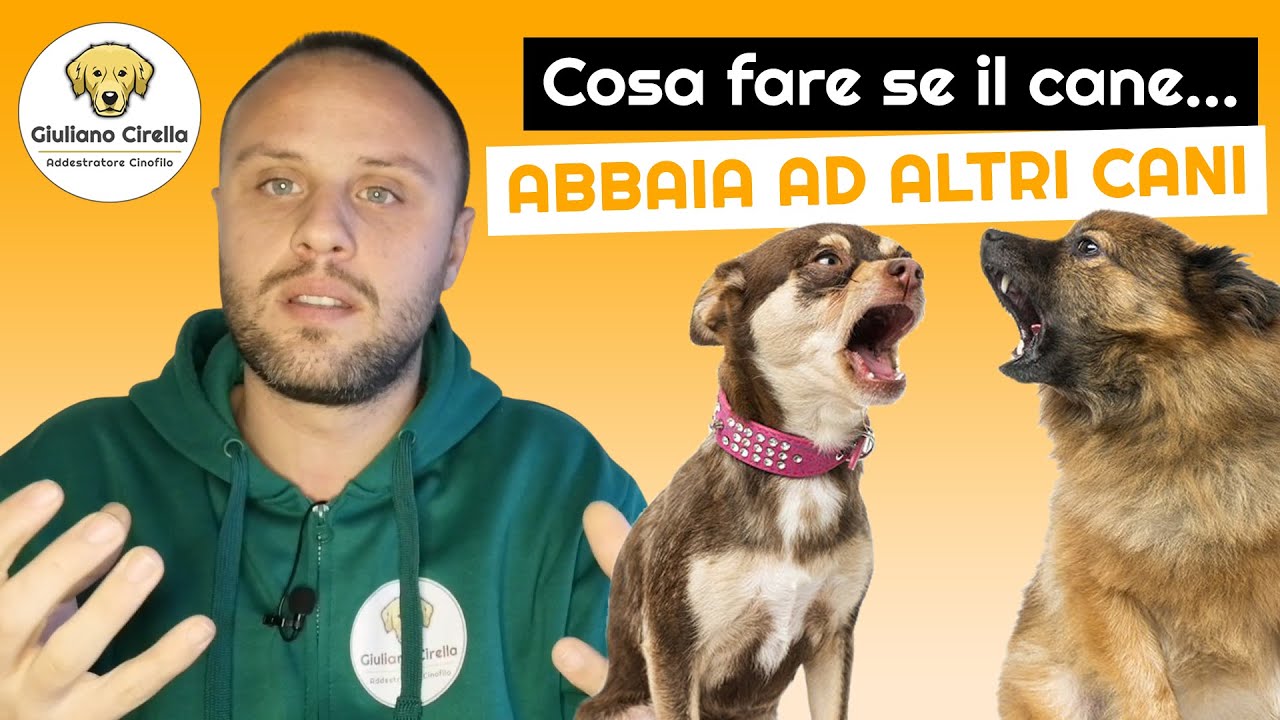 🐶 Cosa fare se il cane impazzisce quando vede altri cani [3 consigli] | Giuliano Addestratore