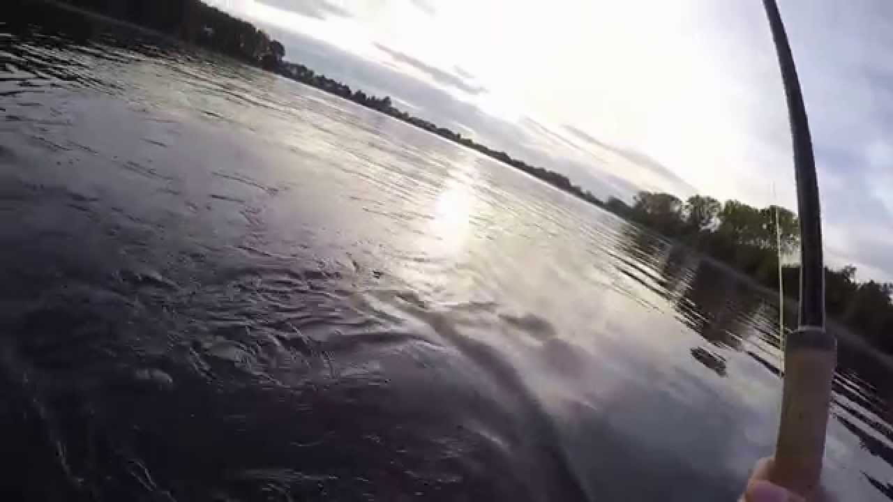 Fliegenfischen mit der Zweihandrute am Rhein
