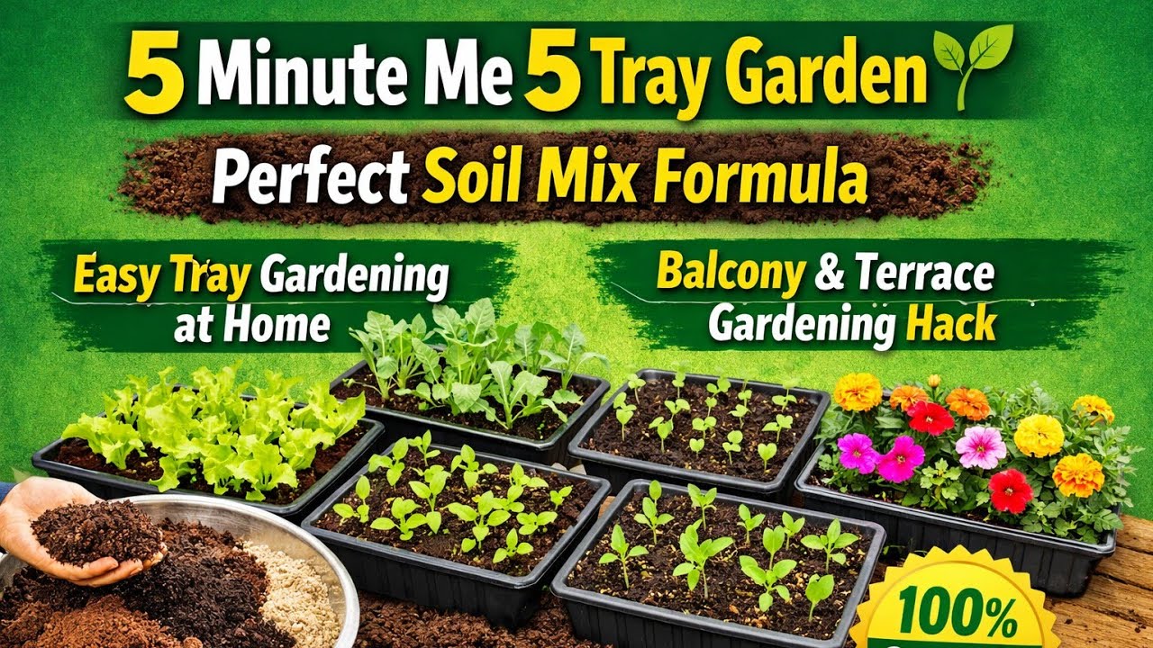 बढ़िया सॉइल मिक्स से 5 मिनट में 5 ट्रे गार्डन तैयार कीजिए Best indoor tray garden