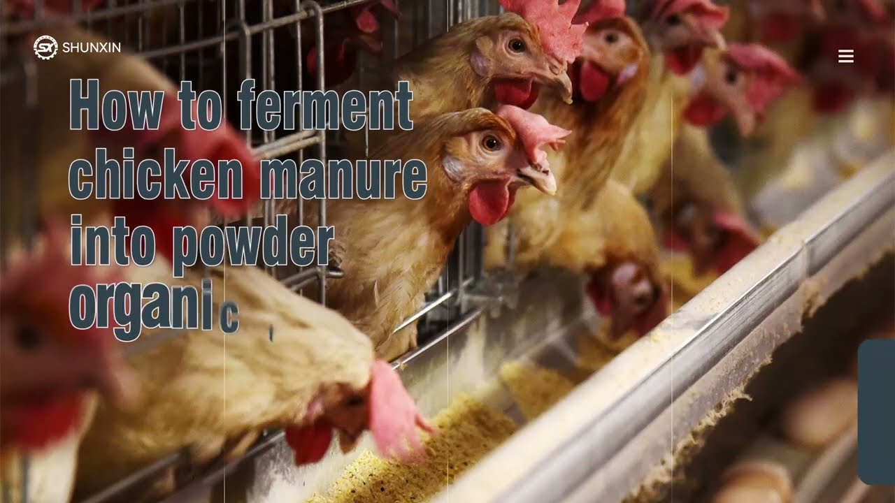 How to ferment chicken manure into powder organic fertilizer?