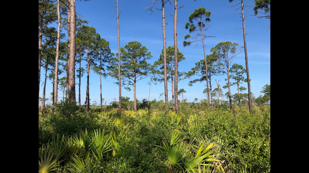 Ectomycorrhizal Fungal Spore Banks in the Florida Pine Rocklands