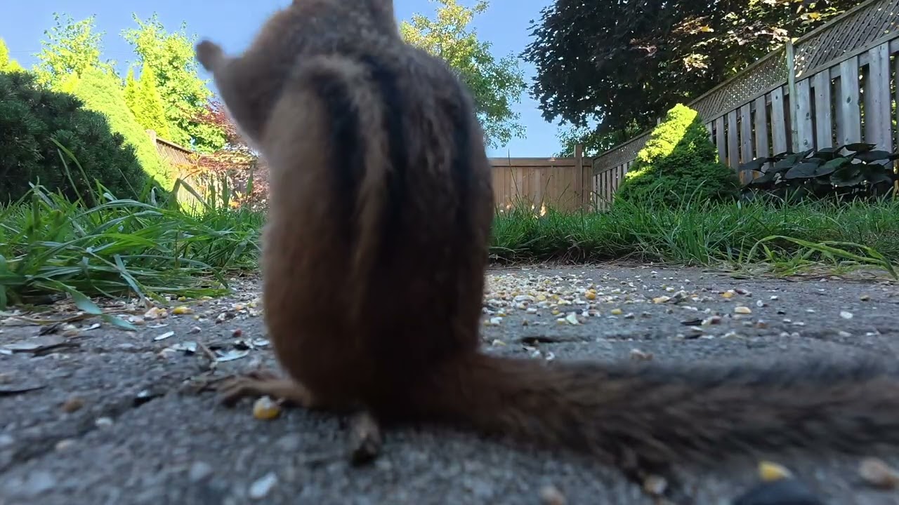 lots of chipmunks