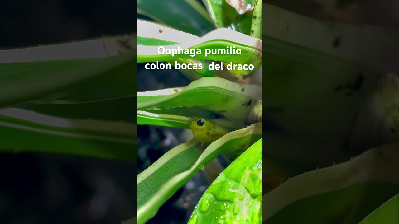 calling oophaga pumilio colon bocas del drago (chant) #viral  #funny #calling #dartfrog #world