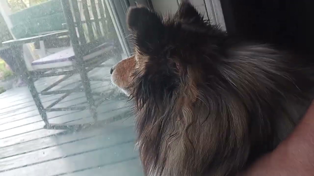 My Sheltie Abbey back in the day