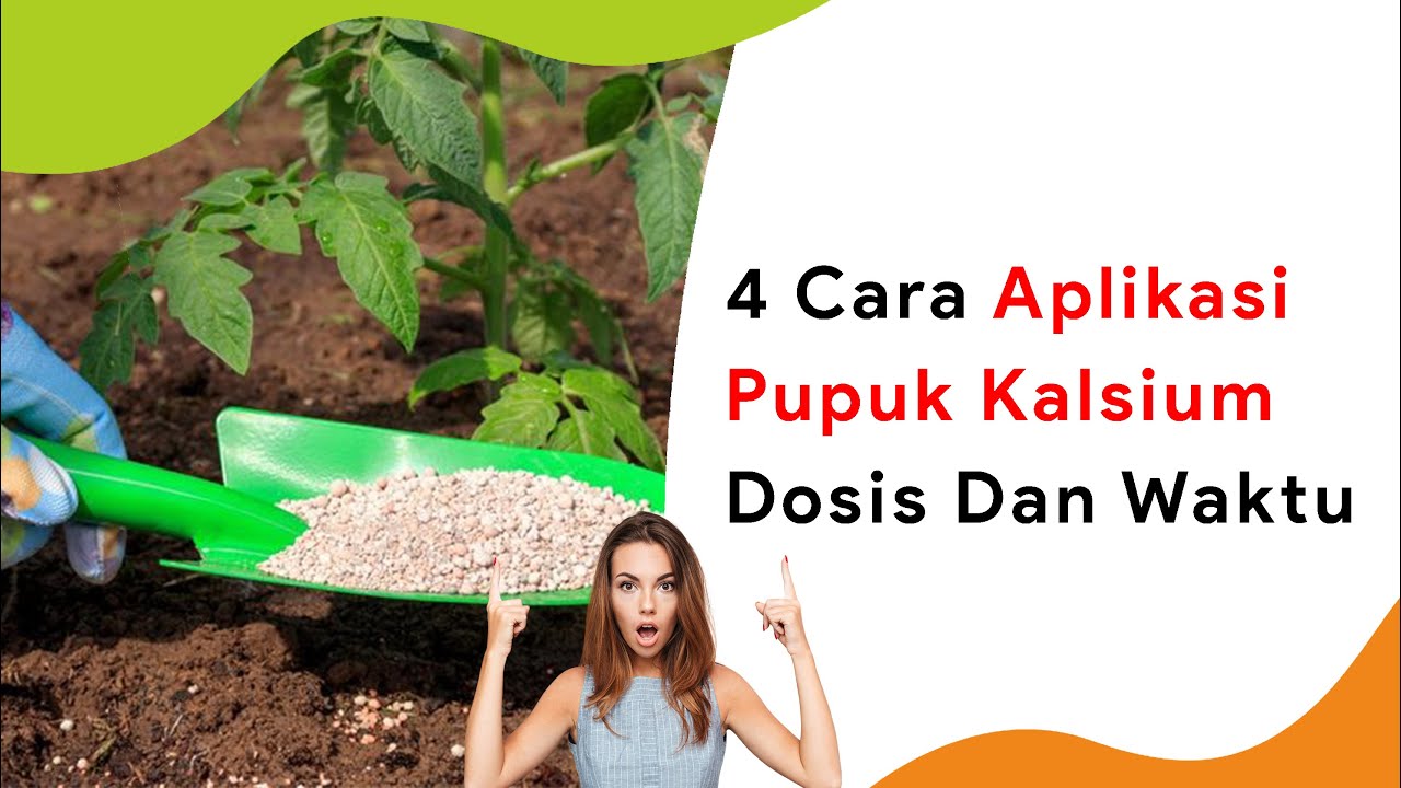 4 Cara Pakai Pupuk Kalsium Berbagai Macam Bentuk, Waktu dan Dosisnya