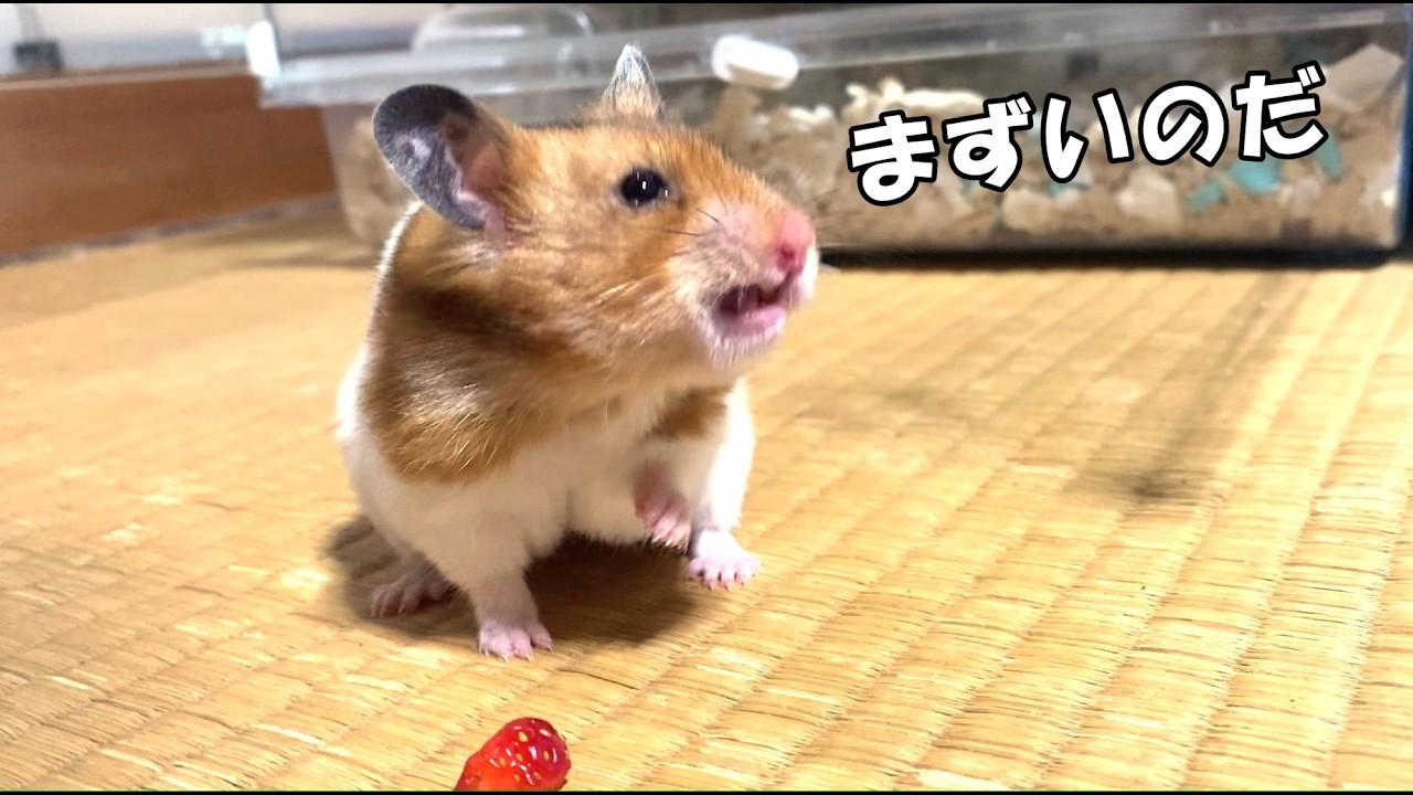 ハムスターだって嫌いなものはあるのだ