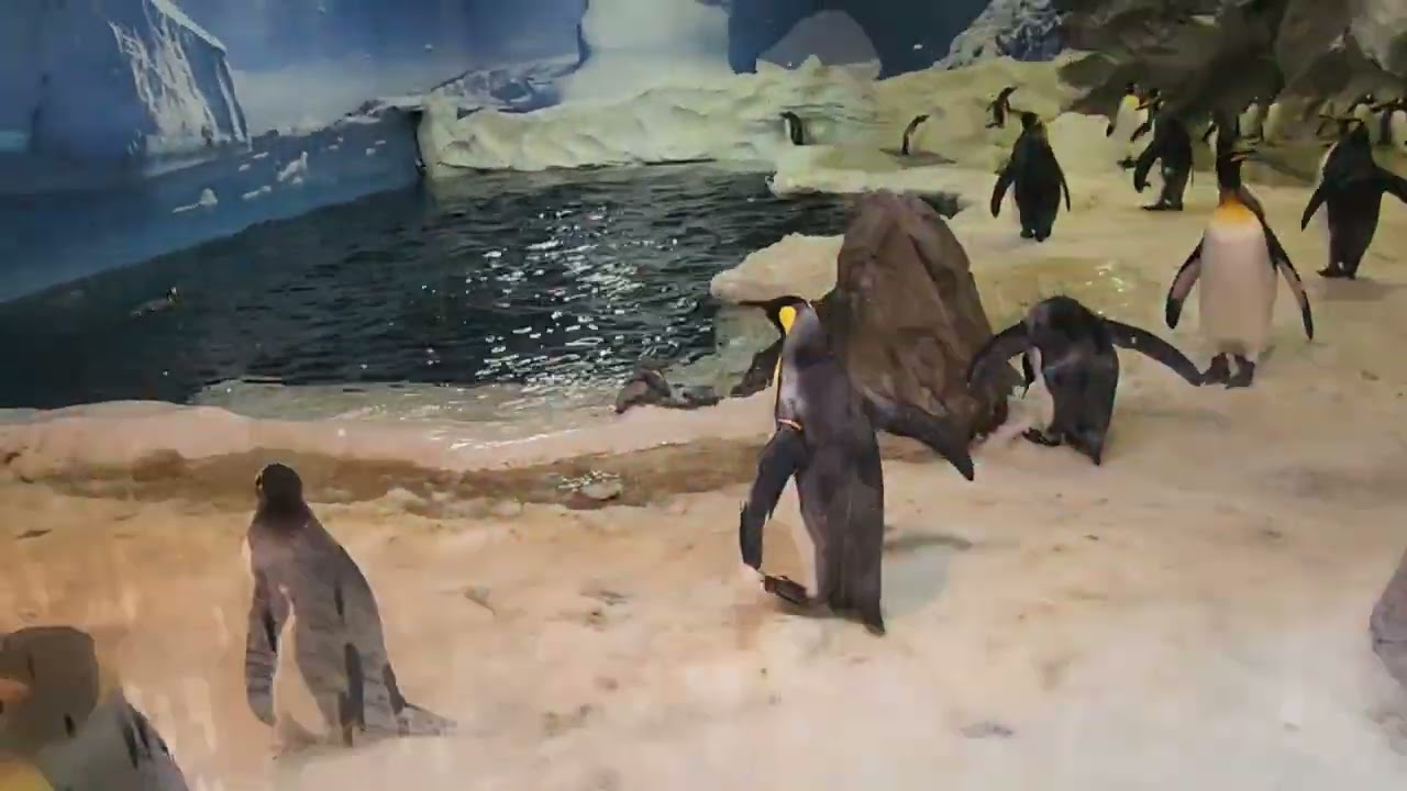 Penguin Encounter @ Seaworld Gold Coast