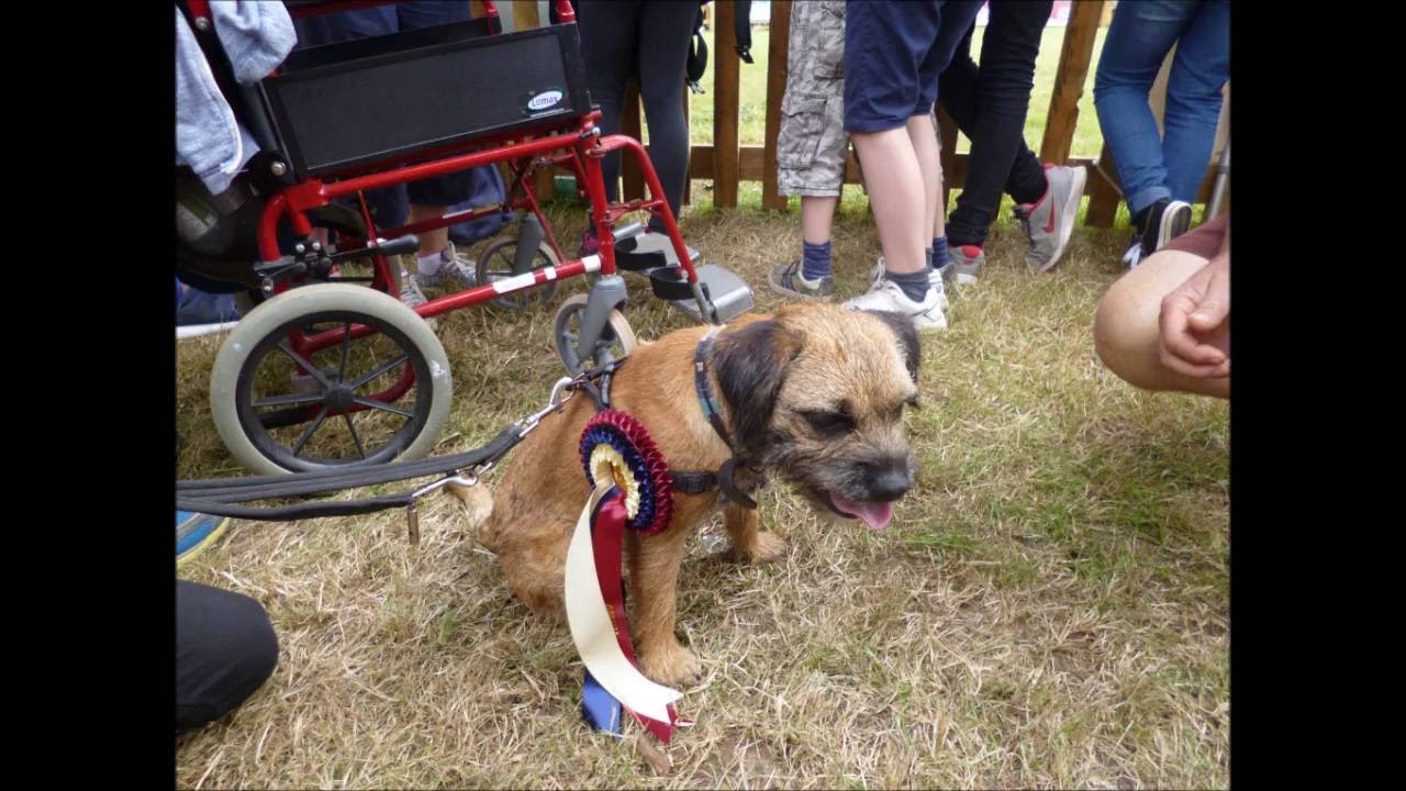 Border Terrier wins the terrier racing - New Forest Show 2016