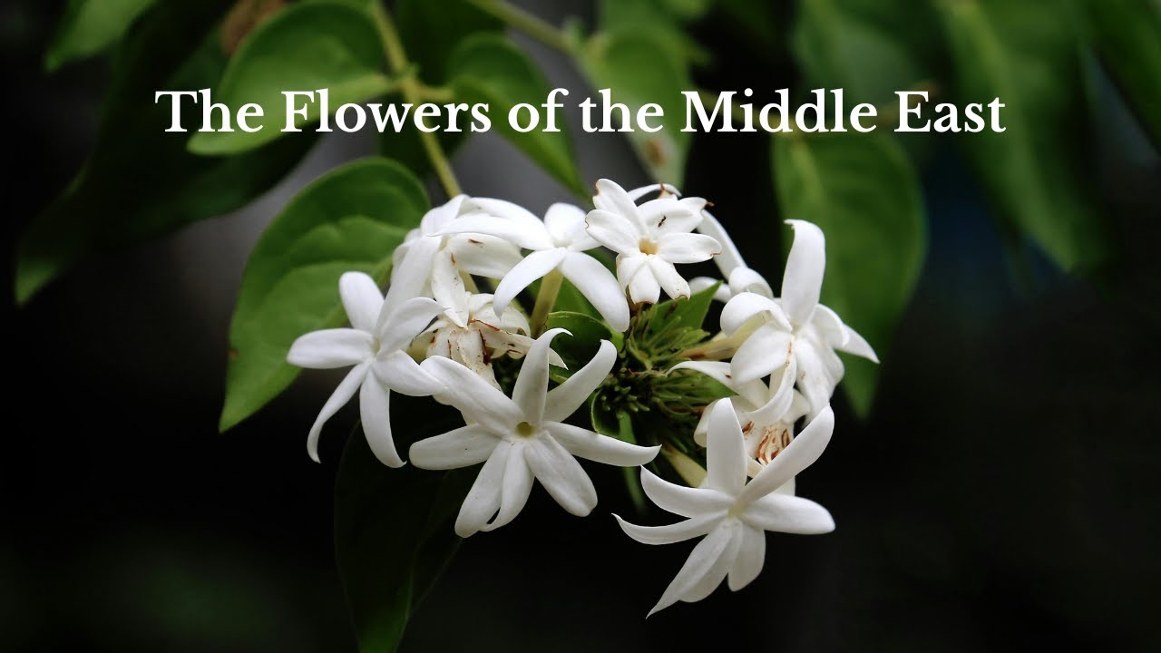The Flowers of the Middle East