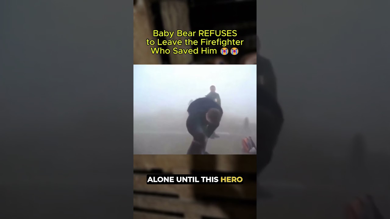 Baby Bear REFUSES to Leave the Firefighter Who Saved Him&hellip; ❤️