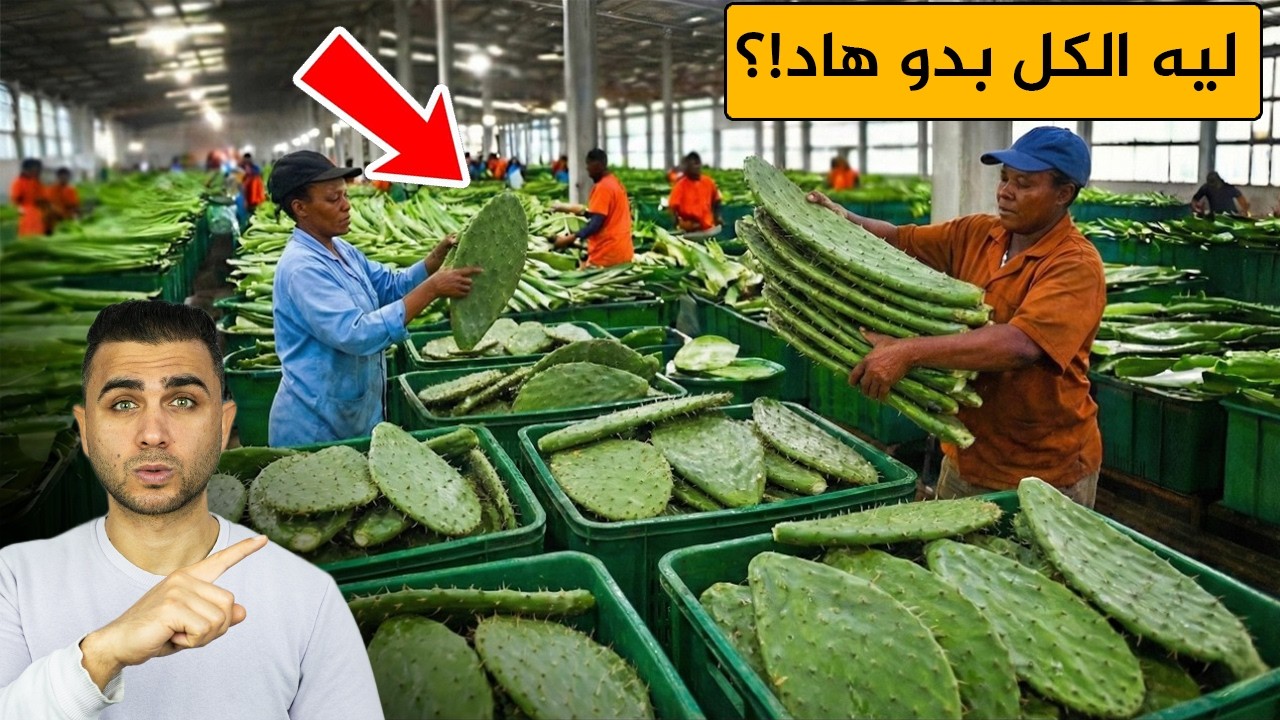 من شوك لطبق فاخر😱أغلى من اللحمة!