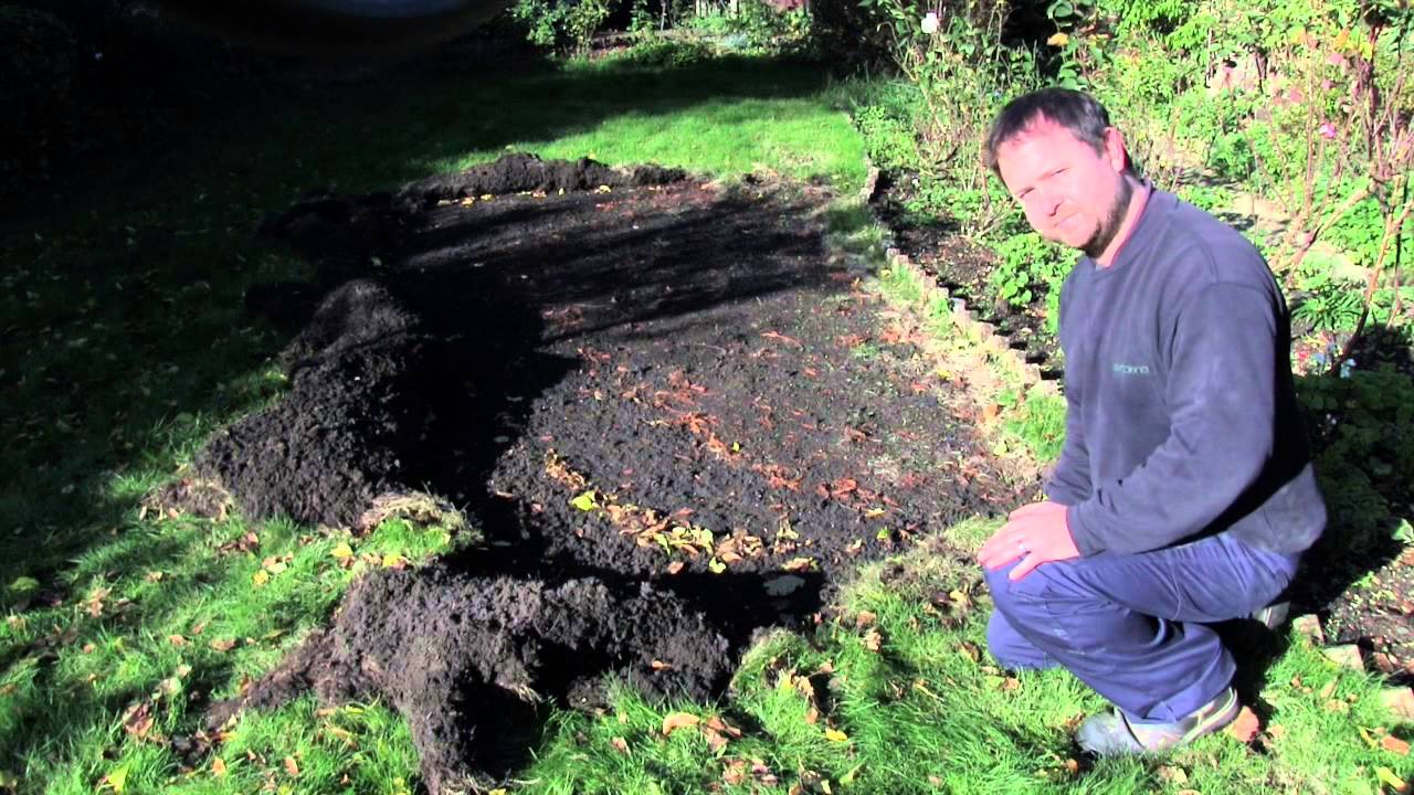 Chafer Grub identification
