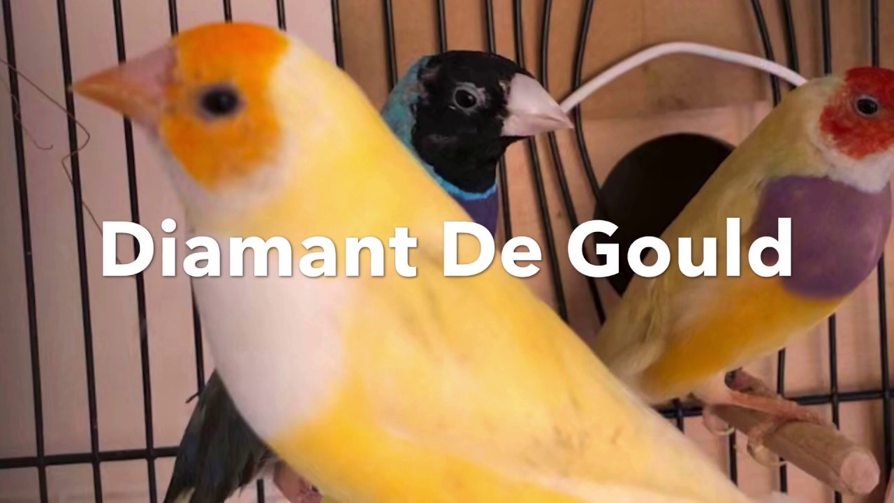 Mes Diamants de Gould mutation bleu et jaune