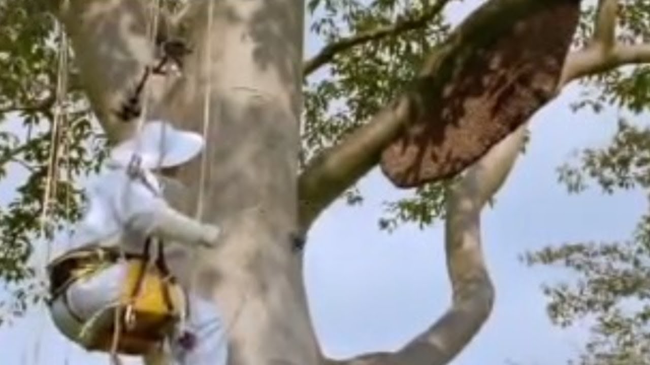 Giant Honey Bees | Life in the Undergrowth | BBC Studios