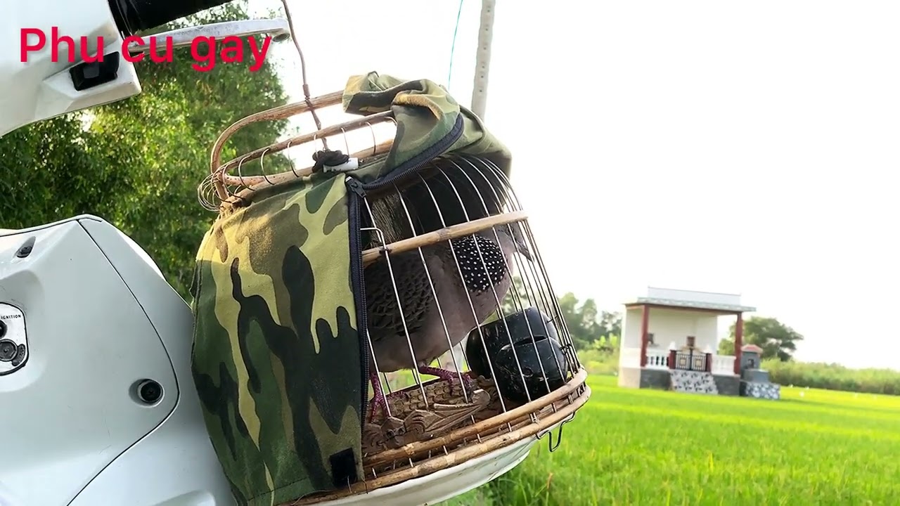 cu gáy và cảnh đồng quê