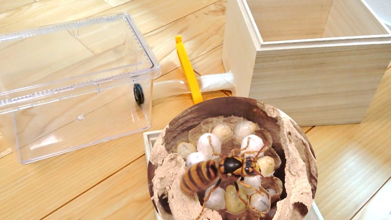 スズメバチの巣を室内で飼育する装置を作ってみた