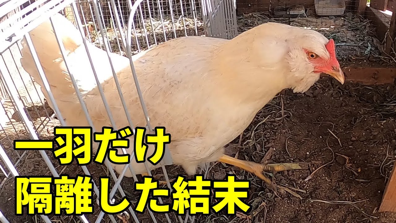 隔離したメス鶏に起こった衝撃の変化がヤバかった！ 【巣ごもり対策】251話目