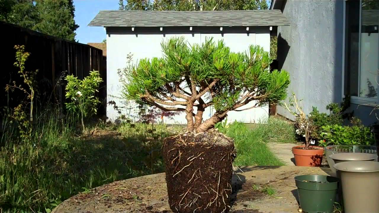 Mugo Pine Bonsai Preparation Part II.mp4