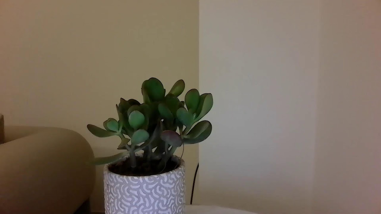 Lets talk about PLANTS!