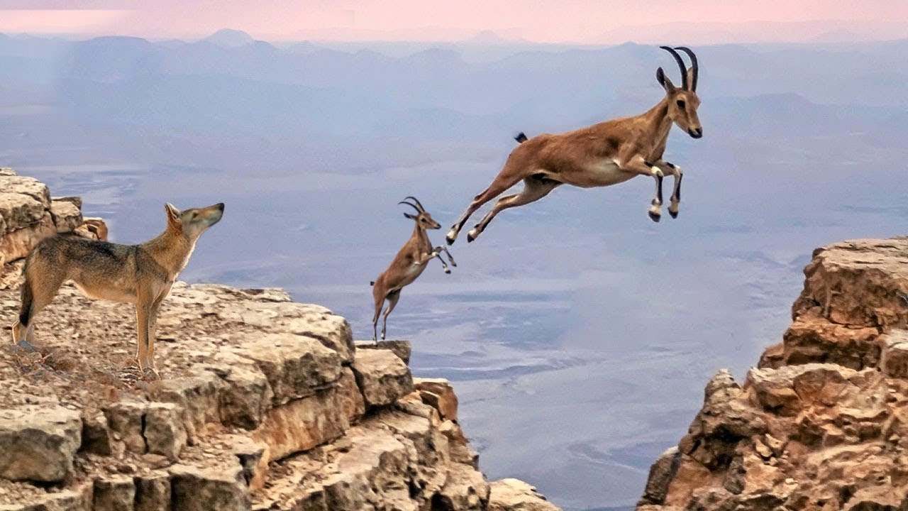 &iexcl;CABRA NUBIA Sorprendente! Flota en el Abismo y Frustra a Depredadores con sus Ingeniosos Trucos!!!!