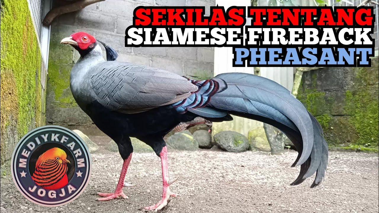 SEKILAS INFORMASI TENTANG SIAMESE FIREBACK PHEASANT