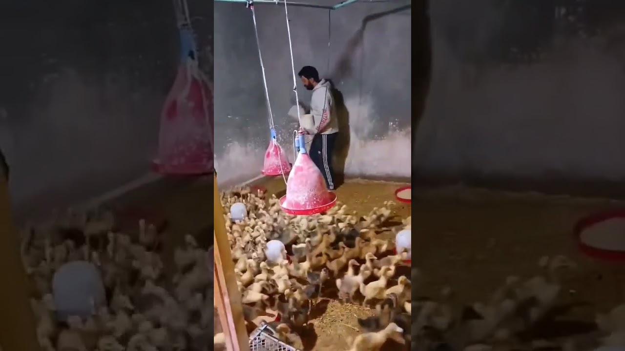 عنبر الوز الأوروبي الصغير  وطريقة العلف
