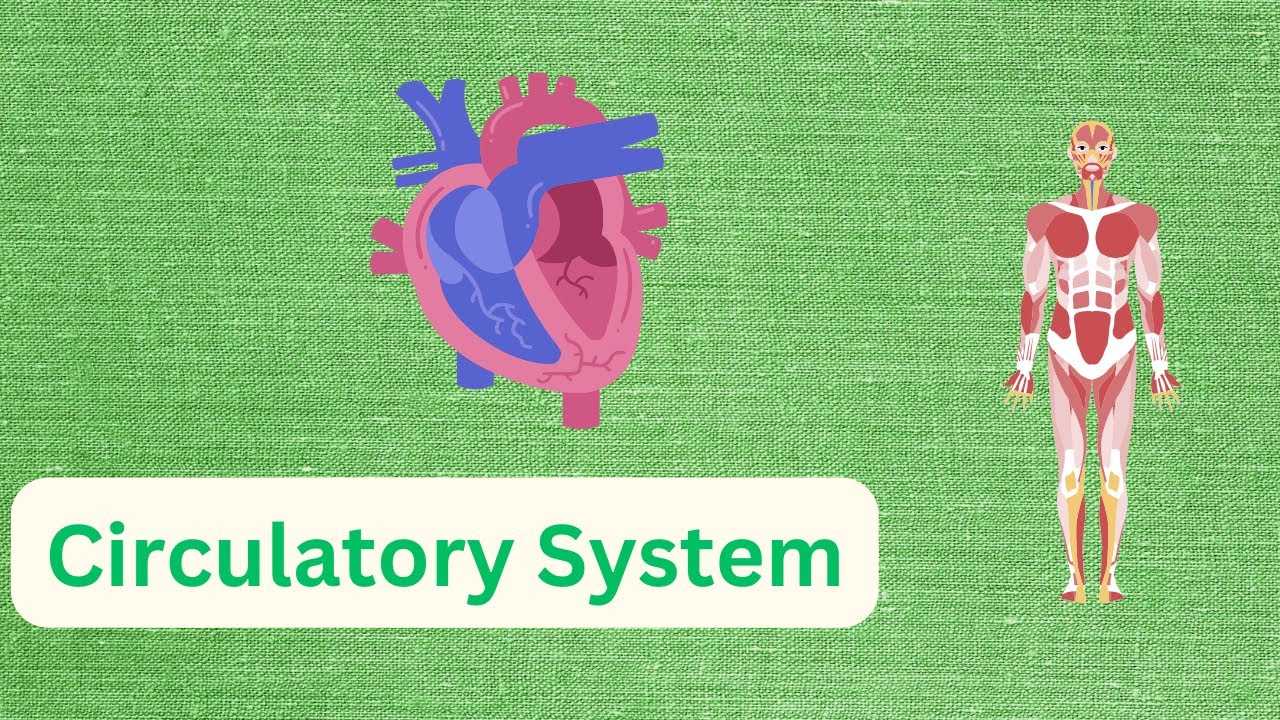 Circulatory system Grade 9 Biology Unit 3 Part 8