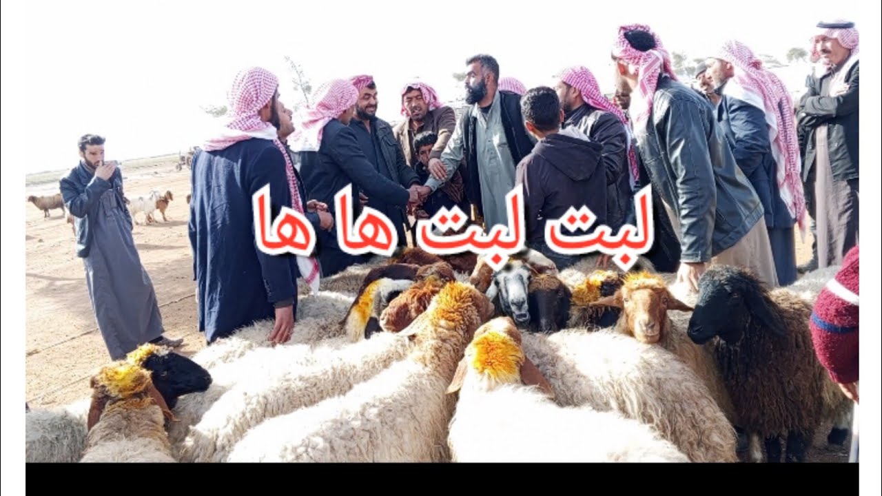 لبت لبت ها ها 200 دولار غنم حيل الدلال محمد الحوران بيزار مسكنة 2/10