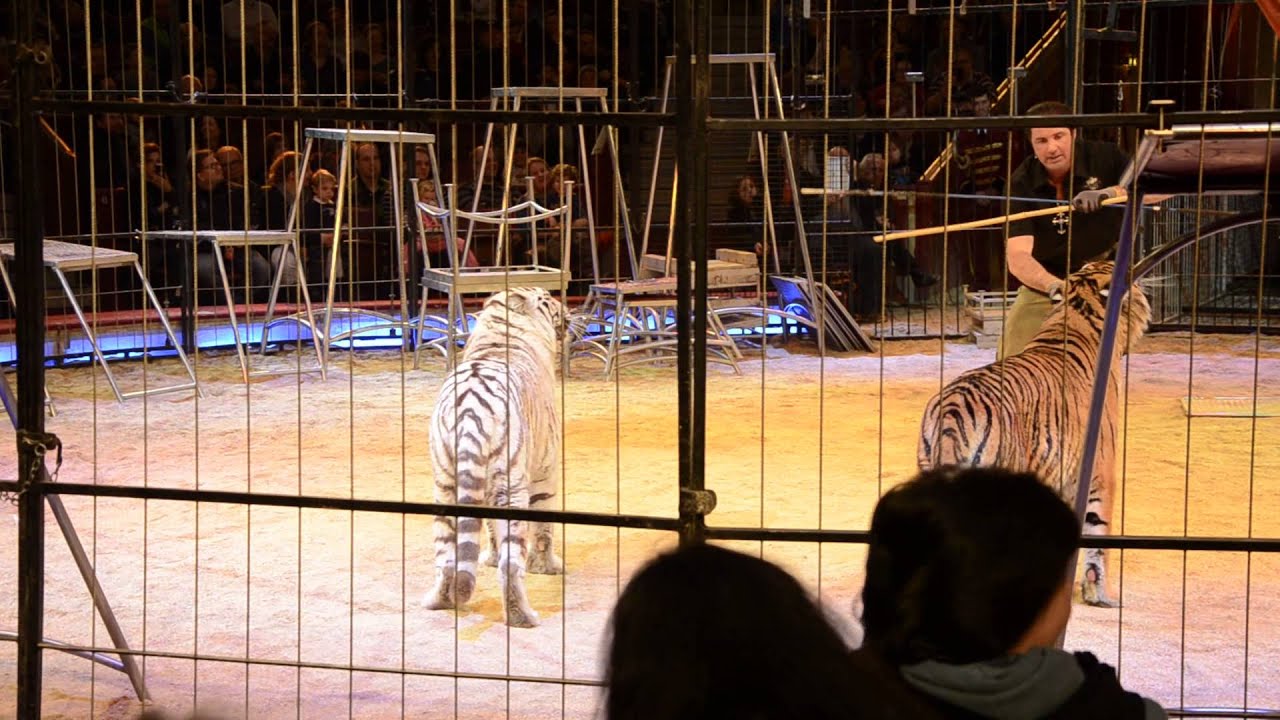 Kommentierte &Ouml;ffentliche L&ouml;wen-Dressurproben im Circus Krone 15 teil 2