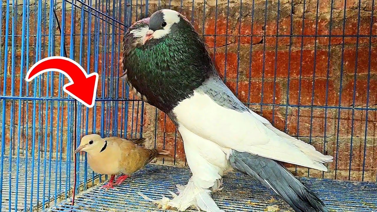 اغرب تهجين حمام مع يمام هتشوفه في حياتك 😯😯