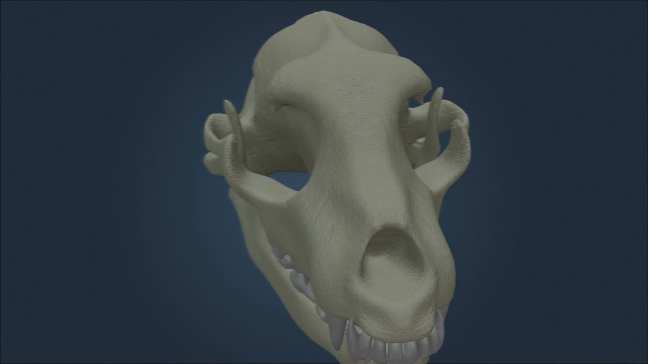 Anatomy of the dog´s skull